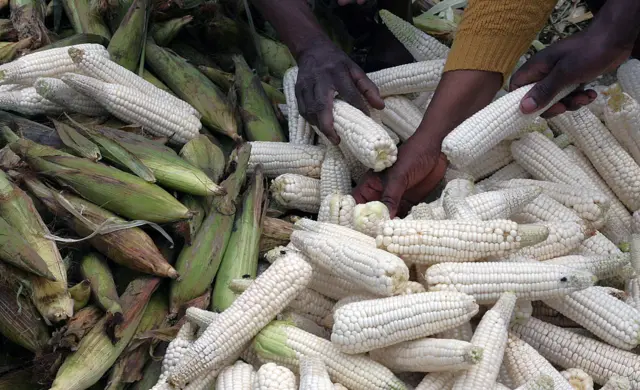 Buyers pick maize at a market in Nairobi