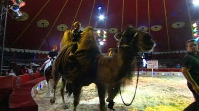 Camel in circus