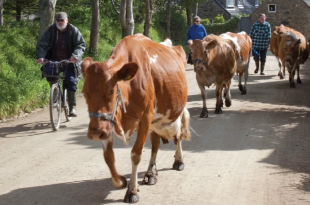 Chris Nightingale cycling alongside his Sark herd along a road.