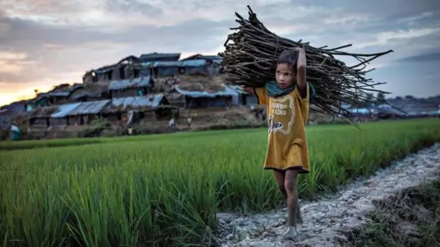 A young Rohingya refugee is collecting firewood after arriving at a camp in Bangladesh, having fled from Myanmar