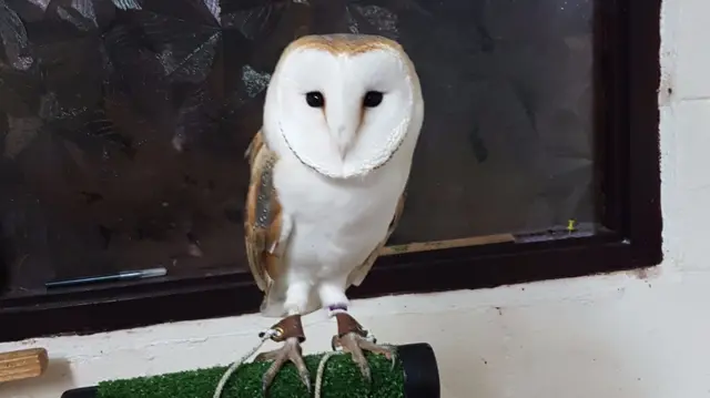 Errol the owl. Pic: at Feadon Farm Wildlife Centre