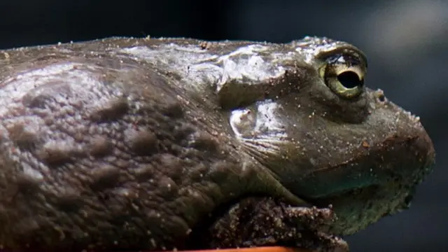 An African bullfrog