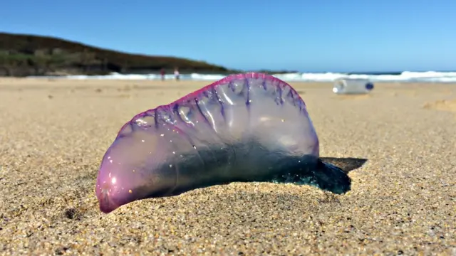 Man-of-war