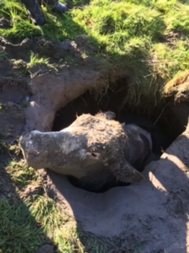 Cow in a hole