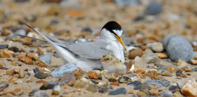 Little terns on beach