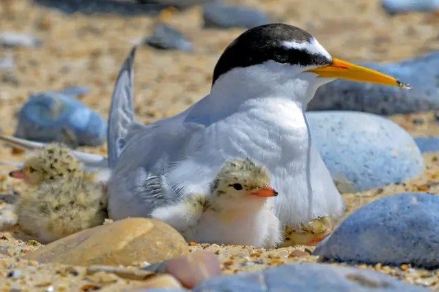 Little terns