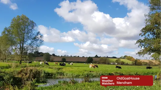 Cows grazing at Mendham