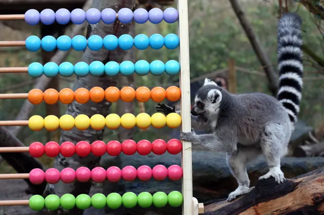 Lemur abacus