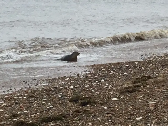 Seal in the sea close to the beach