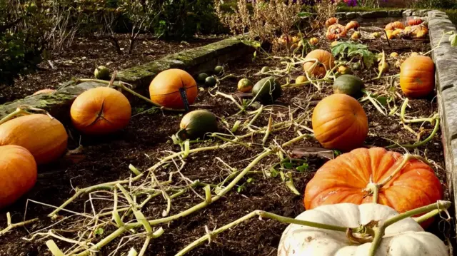 Pumpkin patch