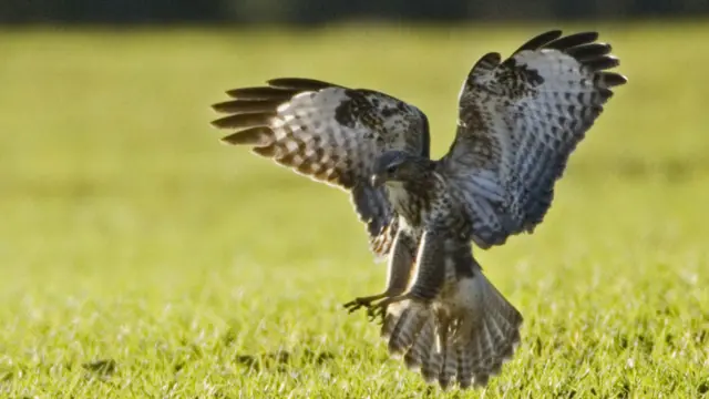 Buzzard