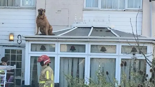 Dog on roof