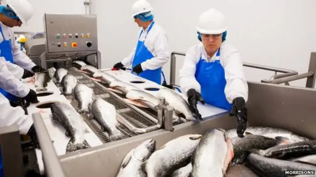 Fish being processed in a factory.