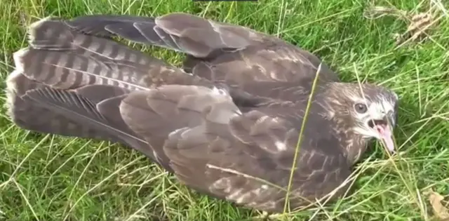 Injured buzzard