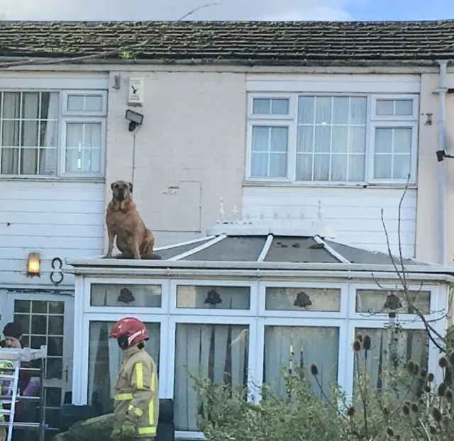 Dog on roof