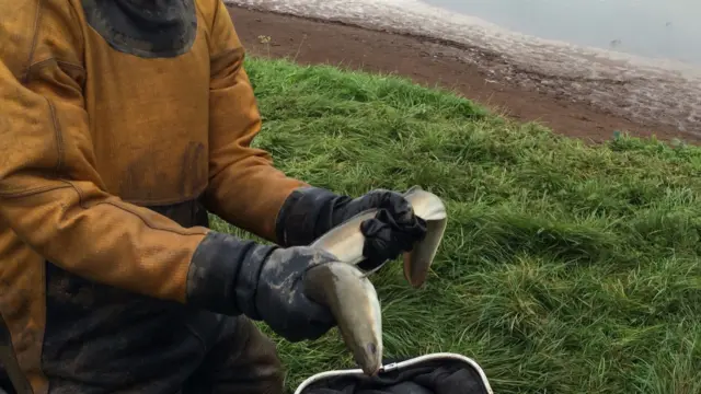 One of the eels being rescued