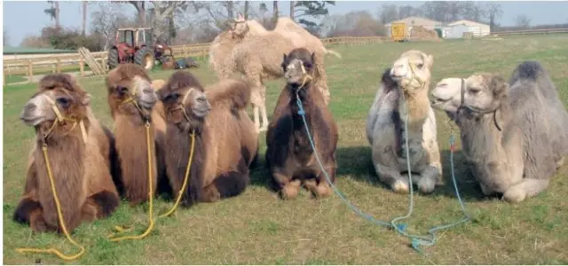 Camels