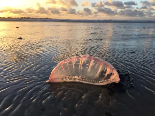 A Portuguese man-of-war at Guernsey's Vazon Bay