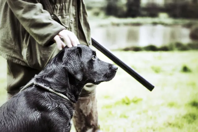 Gundog