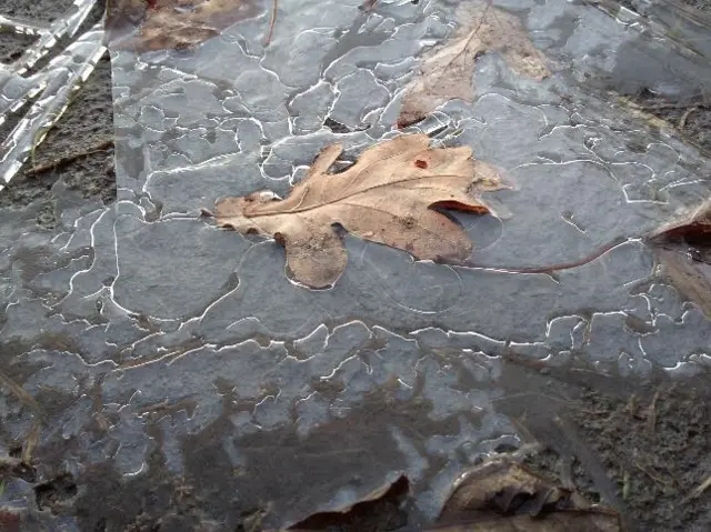 Frozen leaf