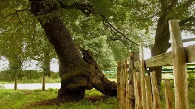 A tree and a fence by a road with other trees lining the other side of the road.