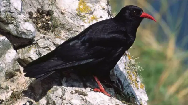 Red-billed chough