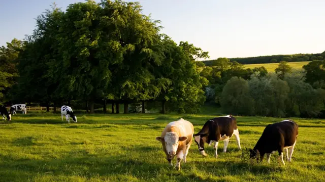 Cows in a field.