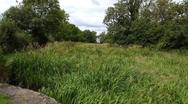 A canal covered in reeds with no water visible.