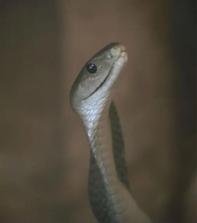 Spitting Cobra snake - a venomous species found in Nigeria