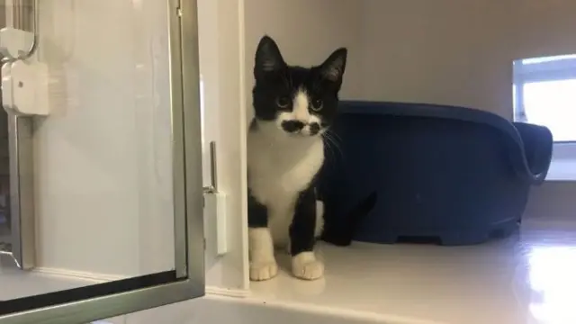 Cat with moustache