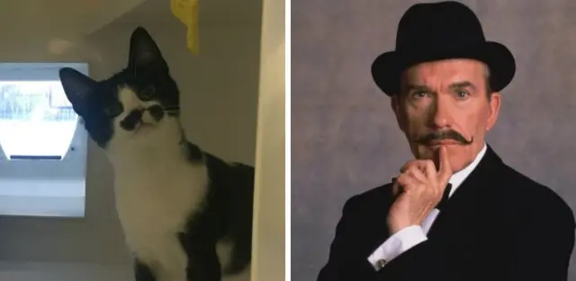 Cat and Poirot