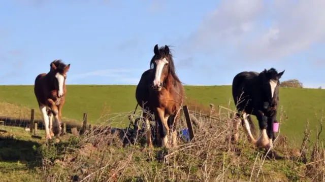 Shire horses