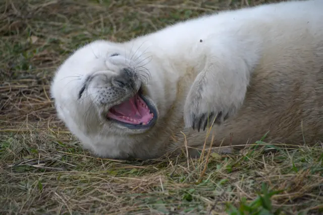 Seal