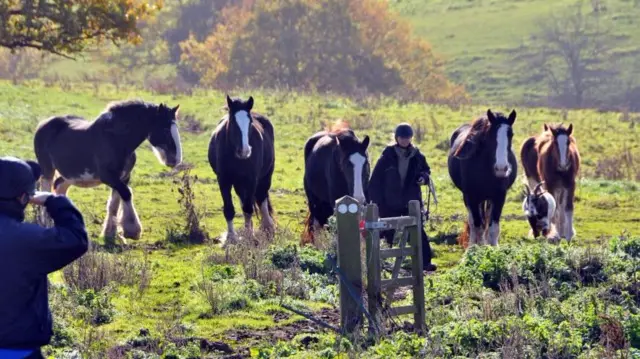 Horse round-up