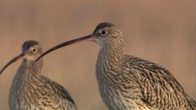 Curlew