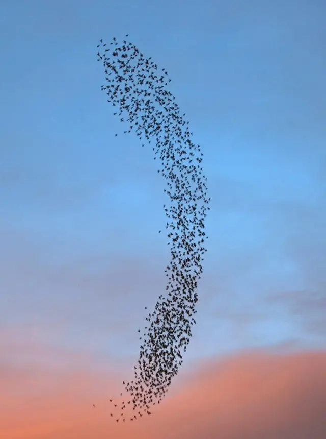 starlings