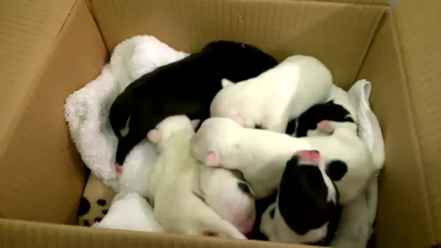 Puppies in box