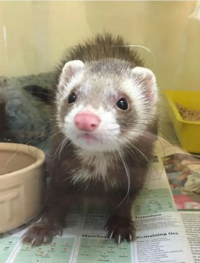 Ferret