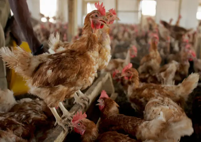 Chickens are seen 14 March 2006 on a poultry farm in Maradi, southeast of Niger.