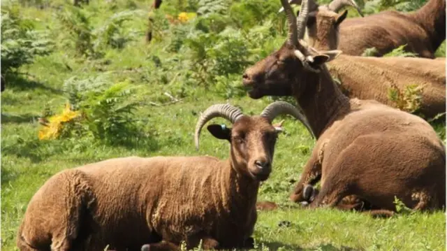 Manx sheep