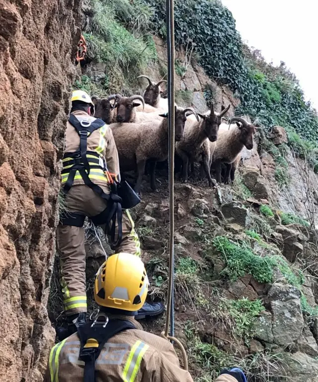 Rescue of Sheep