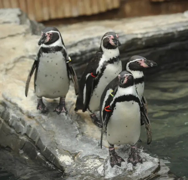 Four black and white Humboldt penguins walk by their pool