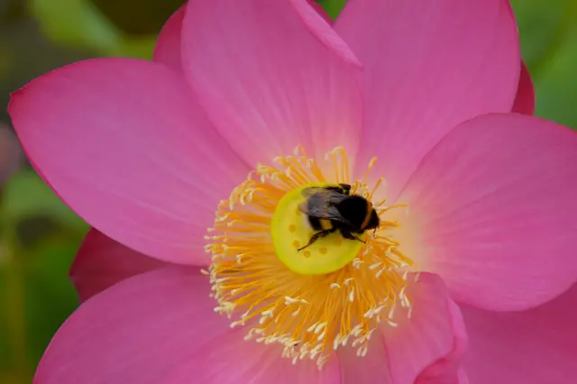 Bee