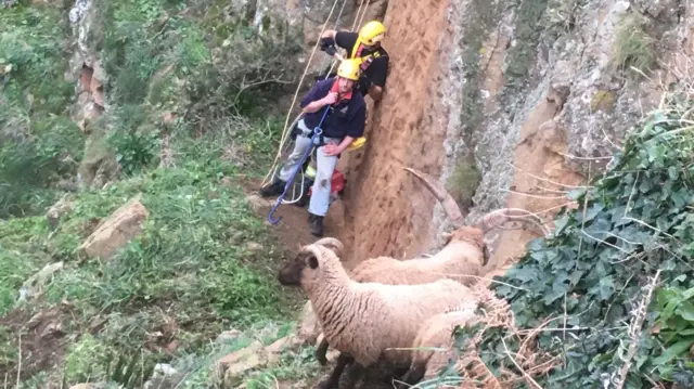 Sheep Rescue