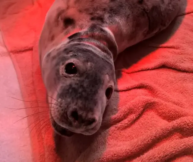 Seal pup