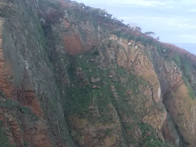 Cliff sheep