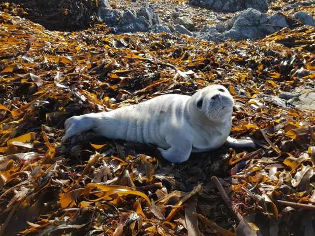 Seal pup