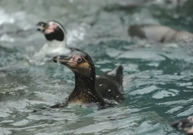 Two penguins swim in their pool