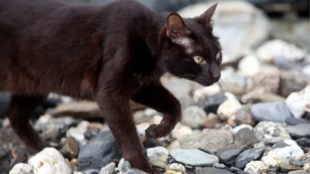 Fudge the cat. Pic: Fleur Churchill