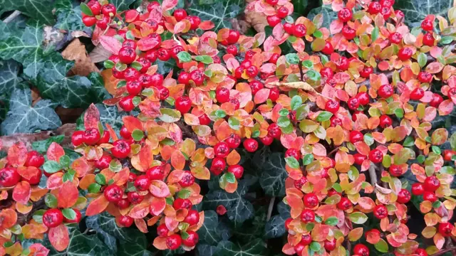 Winter berries